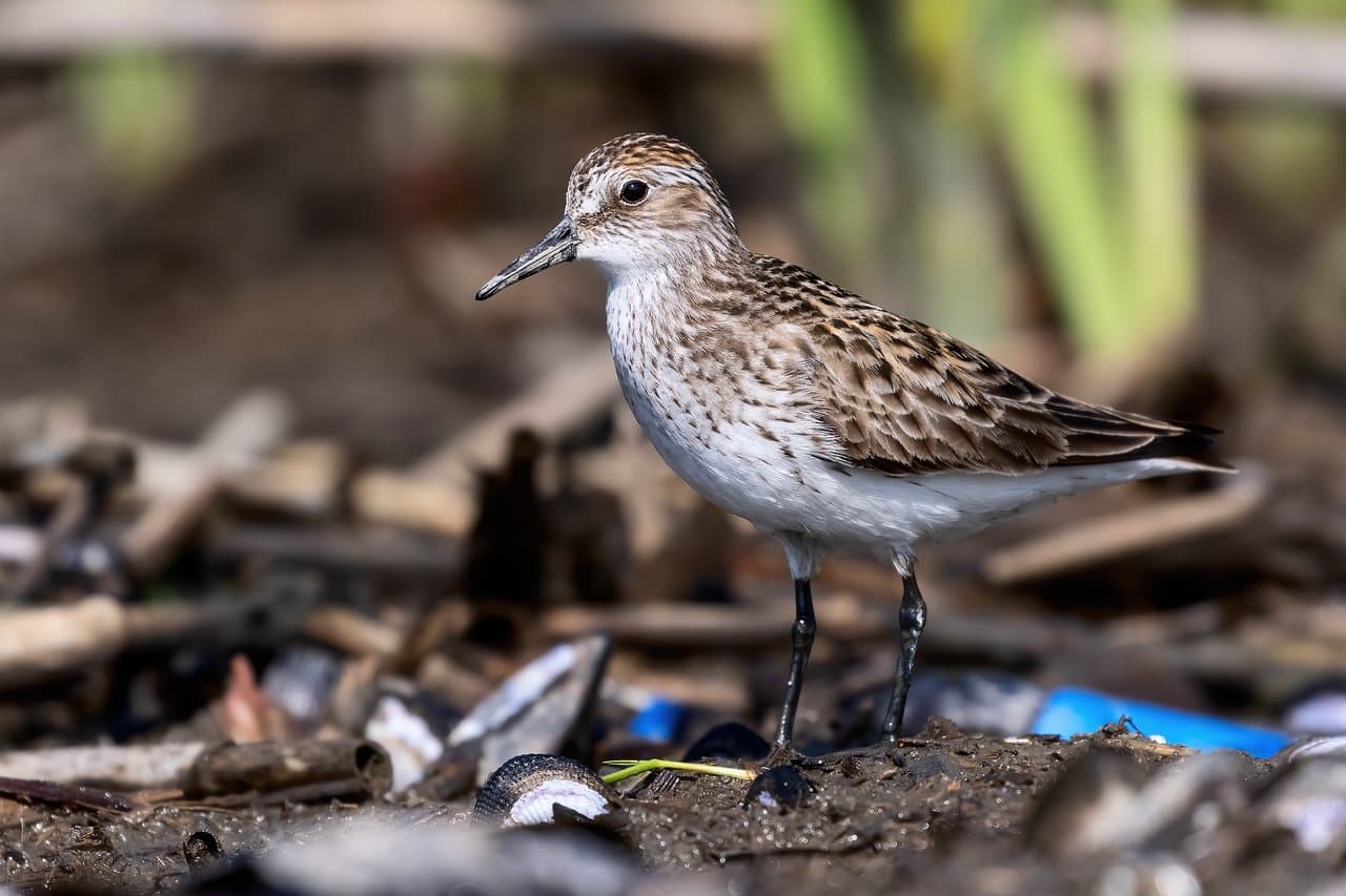 A small semipalmated sandpiper standing on a shoreline.