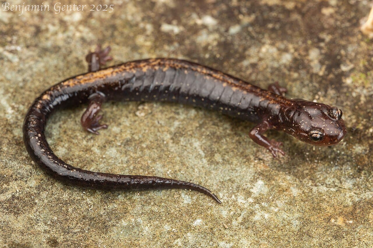 A dark Shenandoah salamander with a faint reddish stripe on a rock.