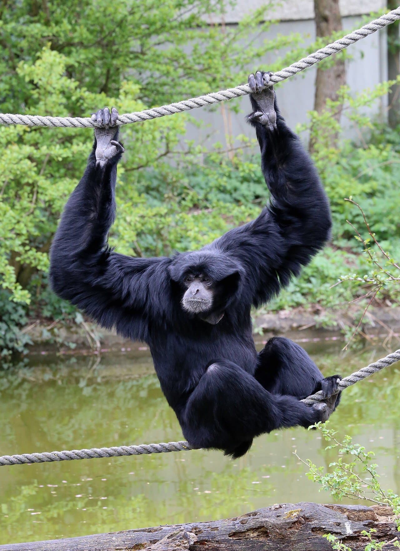 A black siamang hanging from ropes over water.