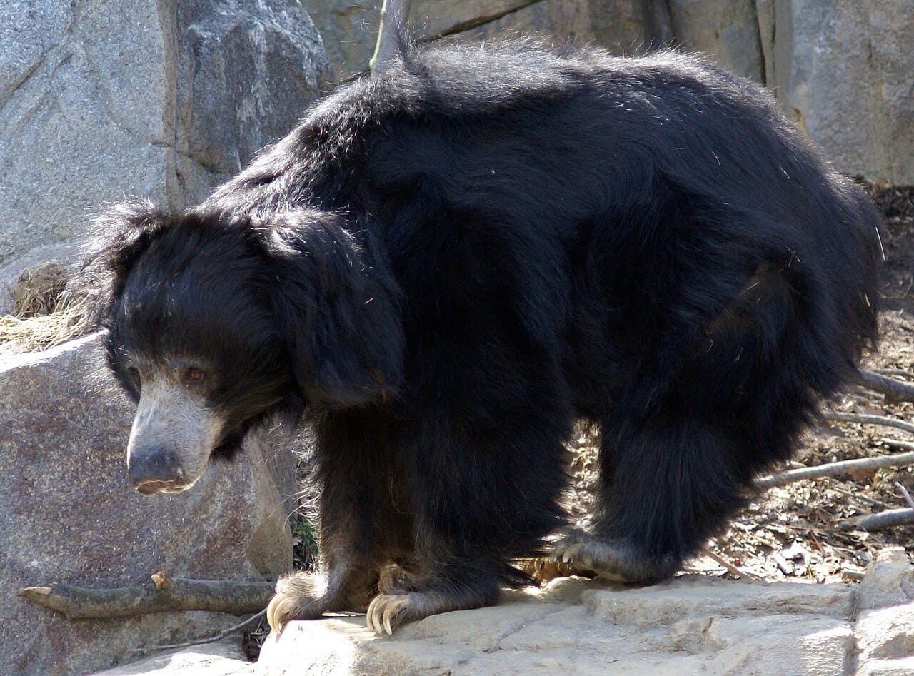 A shaggy black sloth bear walking over rocks.