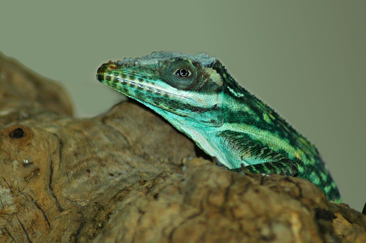 A green Smallwood's anole resting on a log.