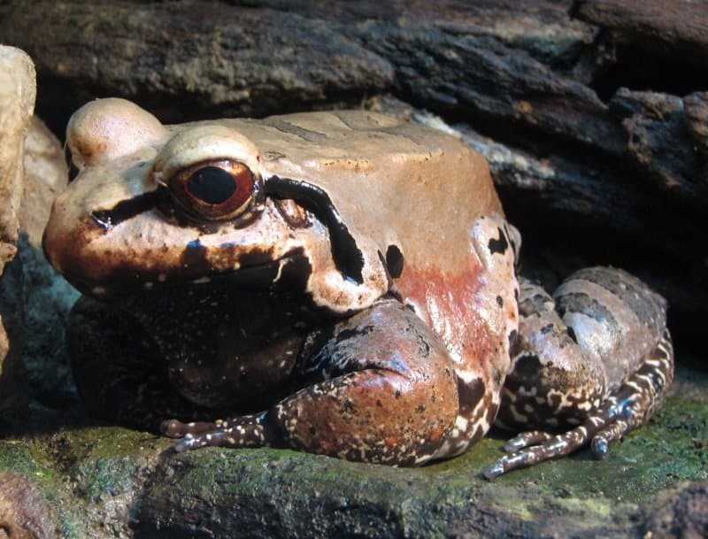 A large brown smoky jungle frog sitting on a mossy rock.
