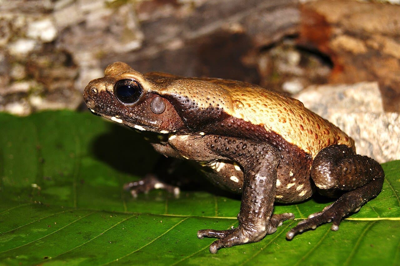 A brown smooth-sided toad sitting on a green leaf.