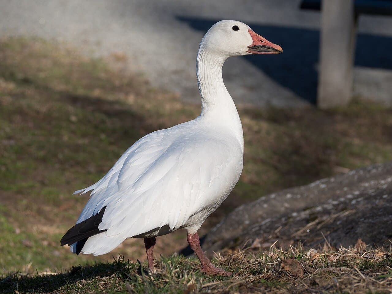 A white snow goose with black wingtips standing on grass.