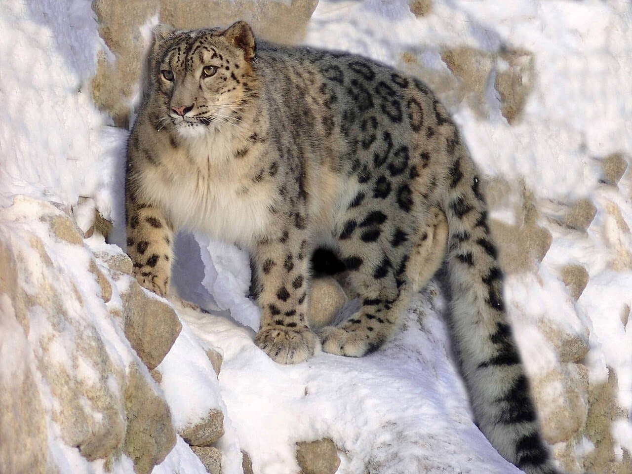 A snow leopard with thick, spotted gray fur sitting on snowy rocks.