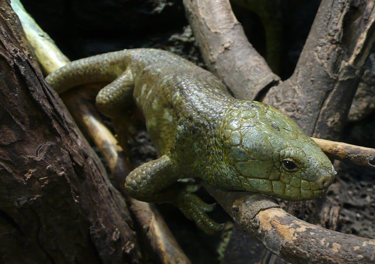 A green Solomon Islands skink climbing on tree branches.