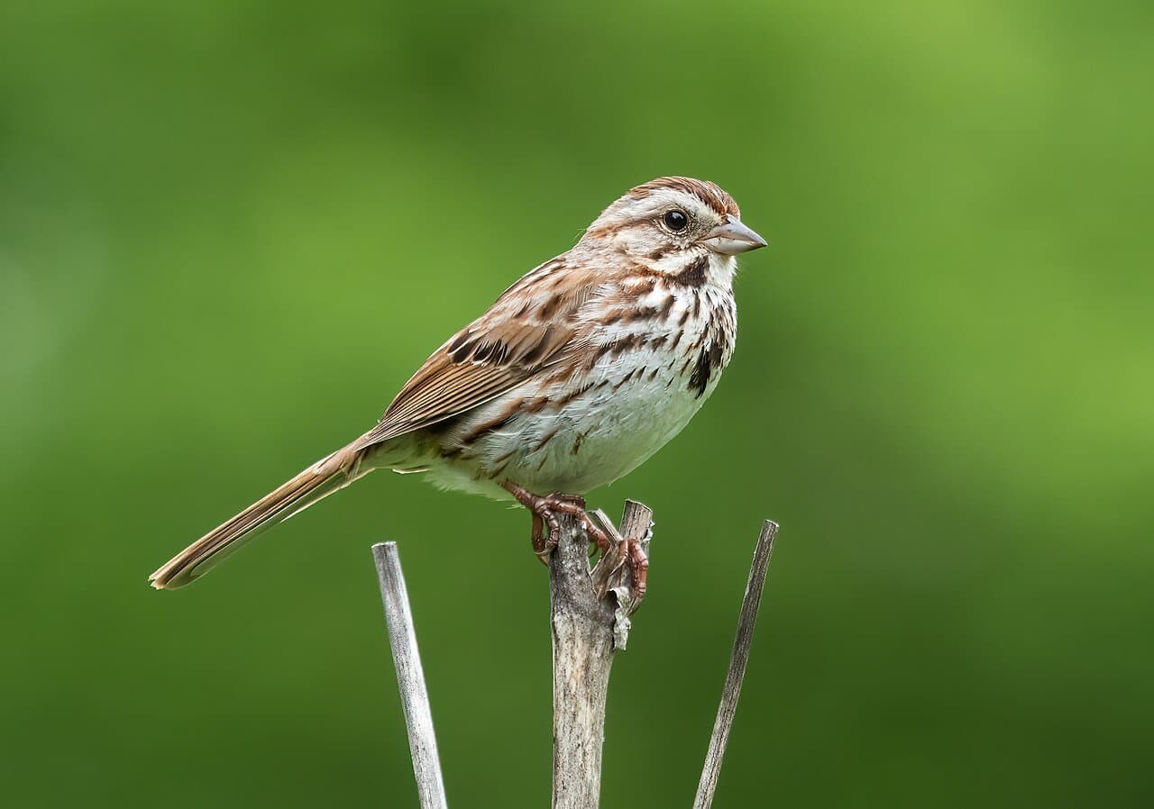 A streaky brown song sparrow perched on a stick.