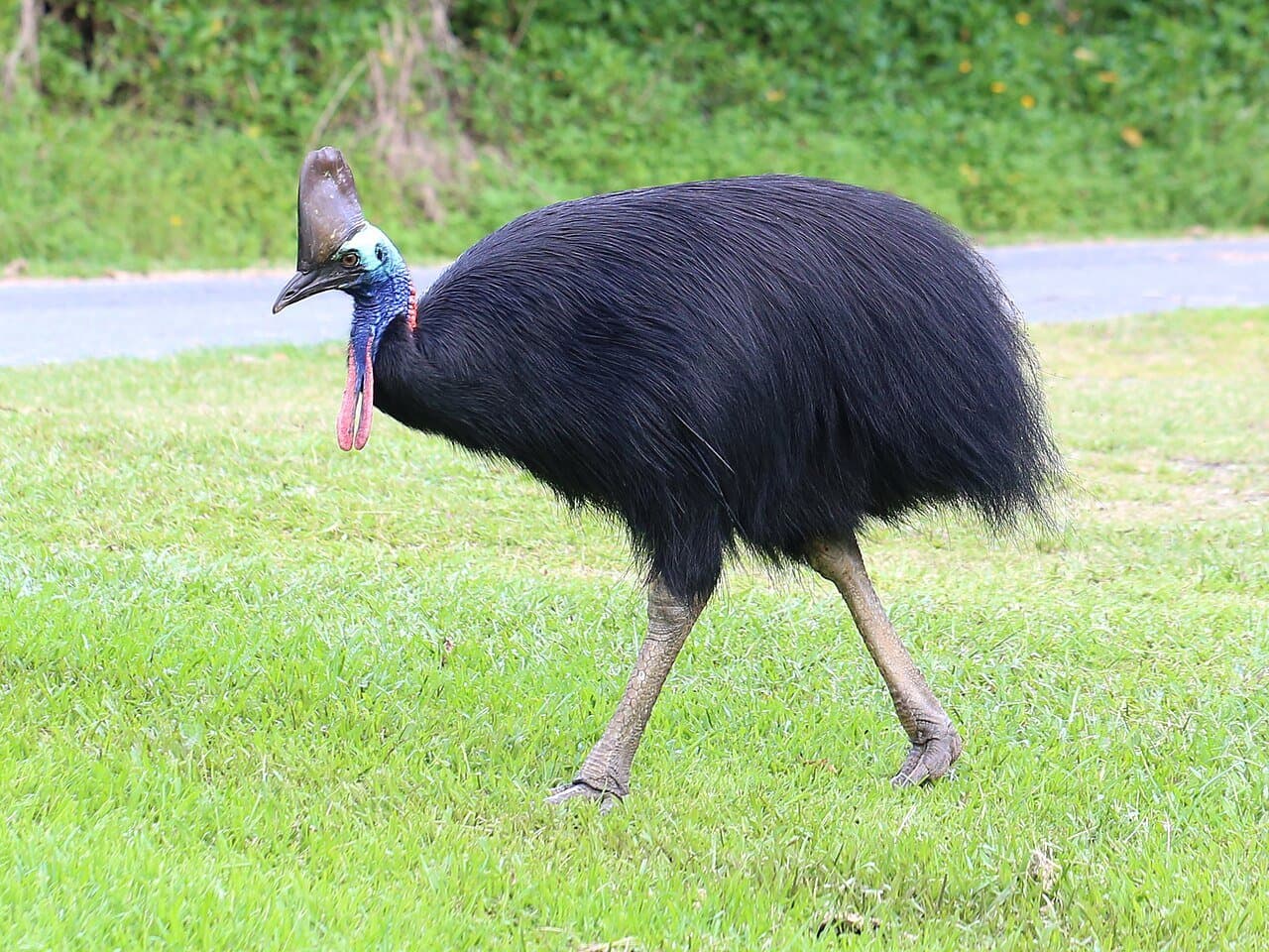 A black southern cassowary with a blue neck and helmet-like casque walking on grass.