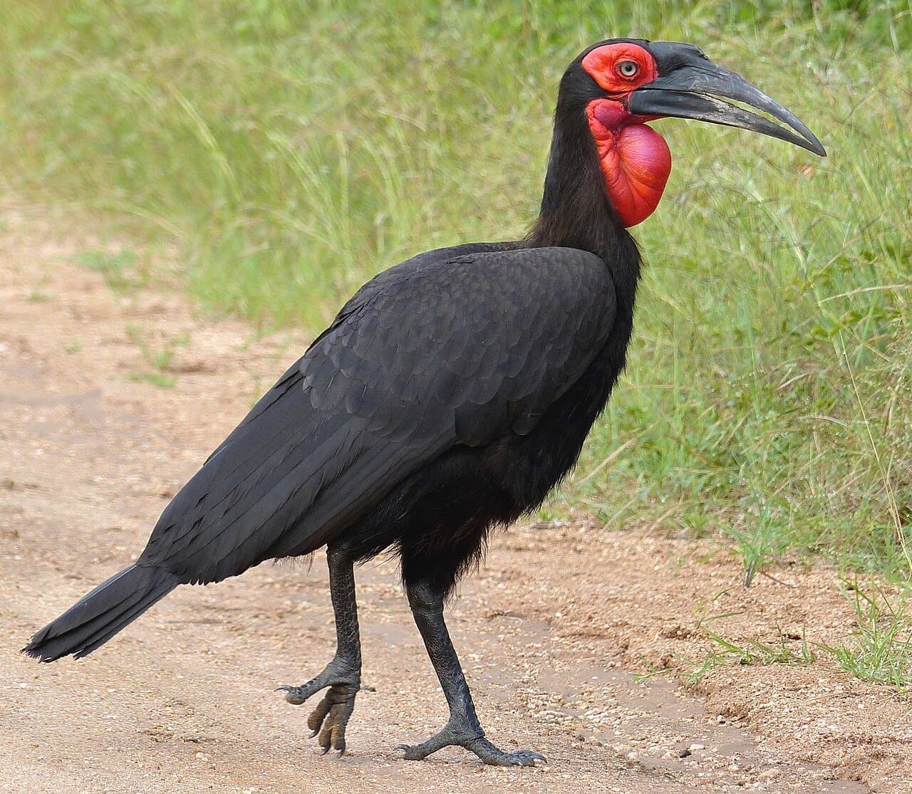 A black southern ground hornbill with red facial skin walking on a dirt path.