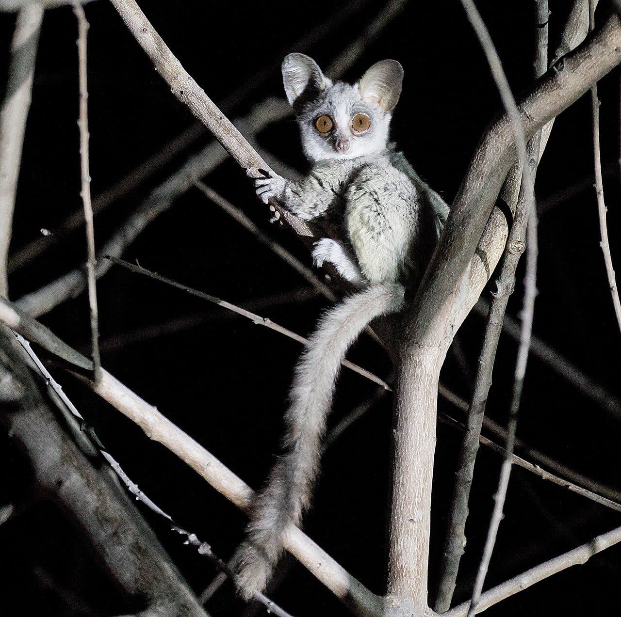 A big-eyed southern lesser galago clinging to branches at night.
