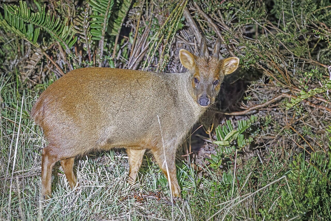 A small reddish-brown southern pudu deer among ferns.
