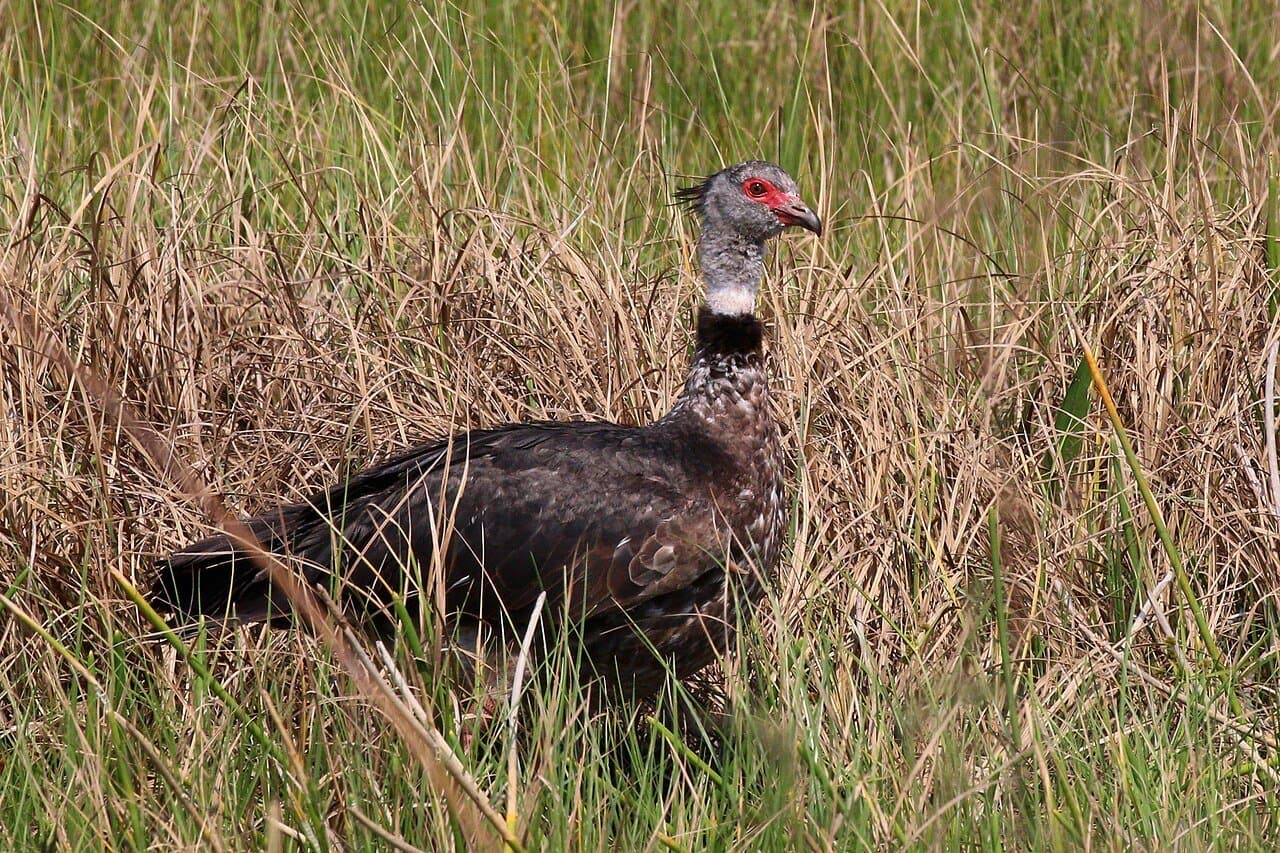 A gray southern screamer with a black ring around its neck standing in tall dry grass.