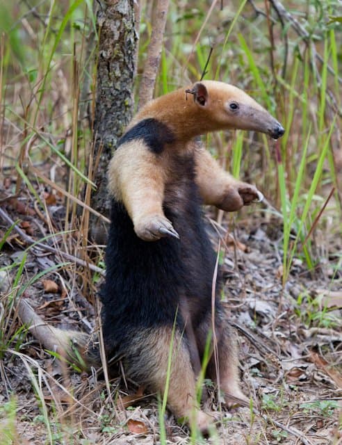 A southern tamandua with a dark vest pattern standing up in grass.