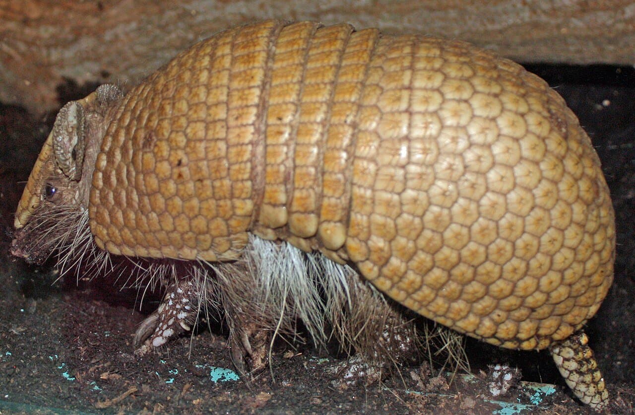 A southern three-banded armadillo with yellowish armor plates.