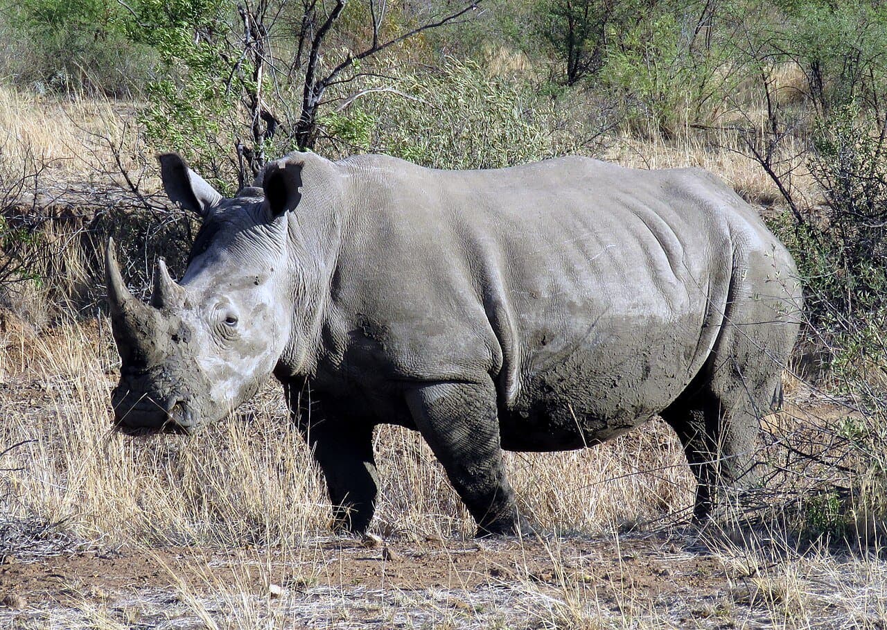 A southern white rhinoceros with two horns standing in dry bush.