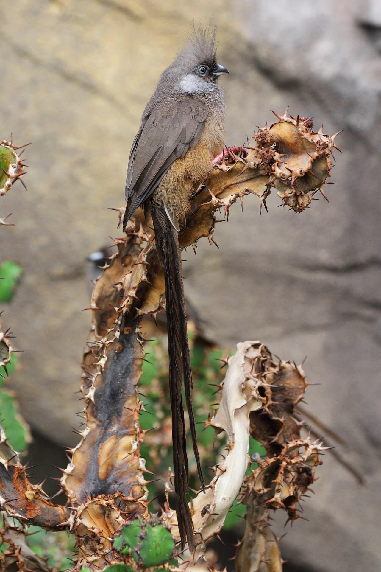 A brown speckled mousebird with a long tail perched on a plant.