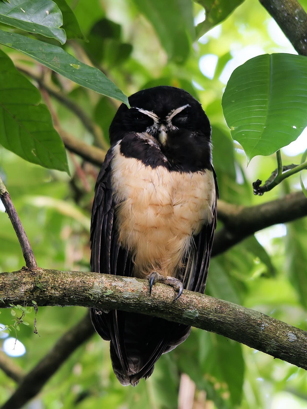 A dark brown spectacled owl with white eyebrows and a buff chest perched on a branch.