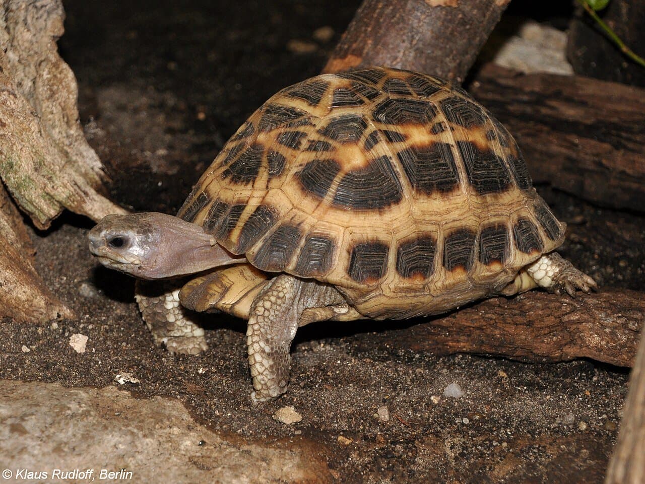 A small spider tortoise with yellow web-like lines on its shell.