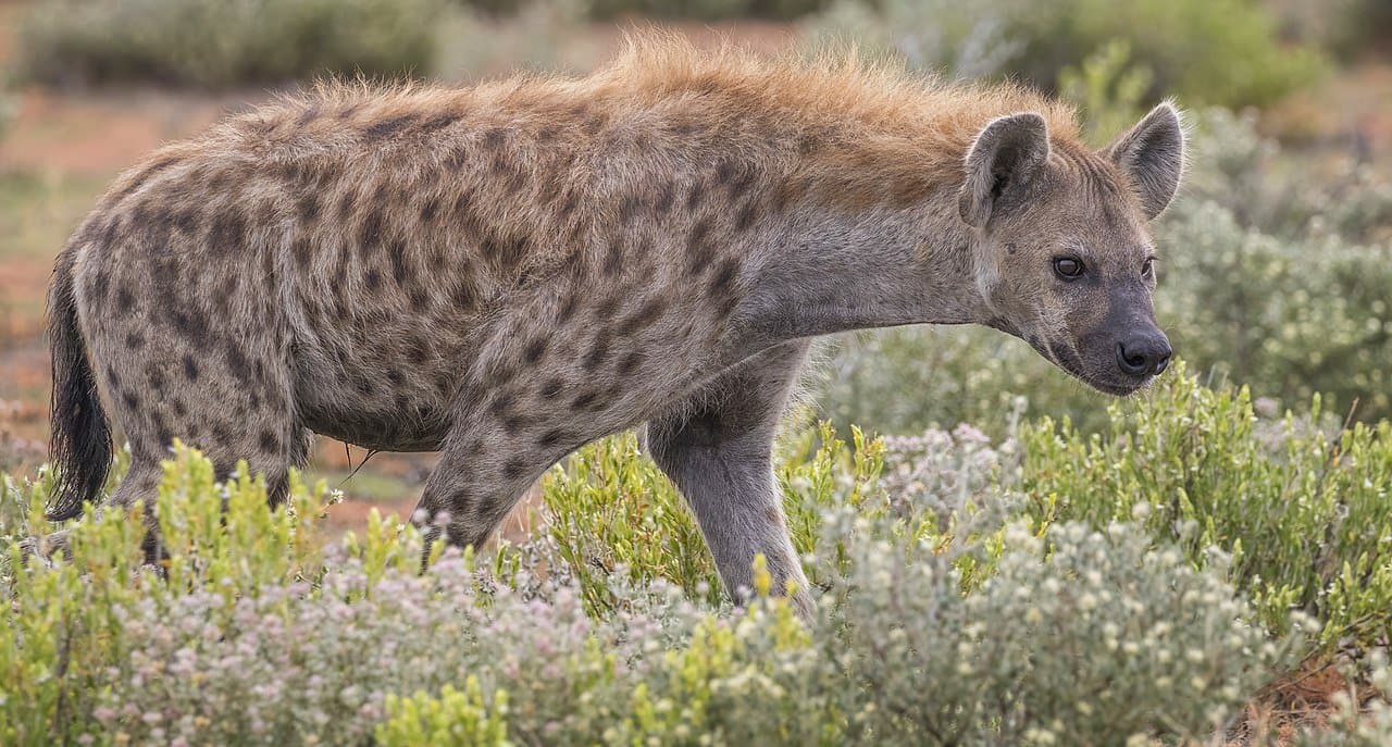 A spotted hyena walking through low bushes.