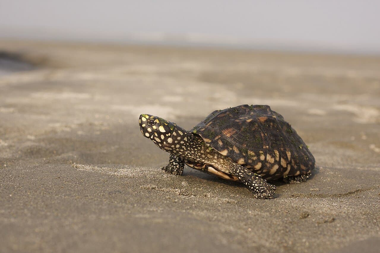 A black spotted pond turtle with yellow spots on sand.