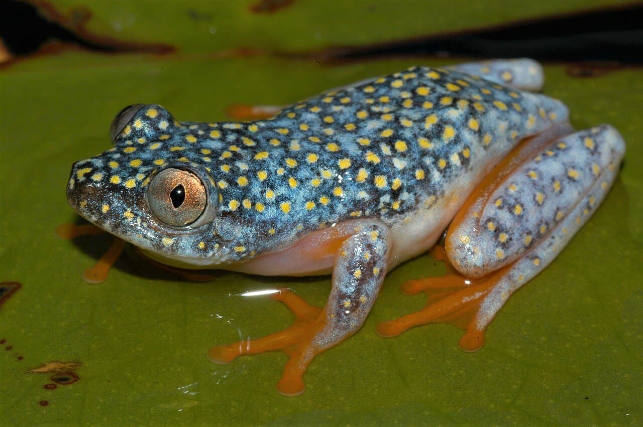 A dark starry night reed frog with yellow spots and orange feet on a leaf.