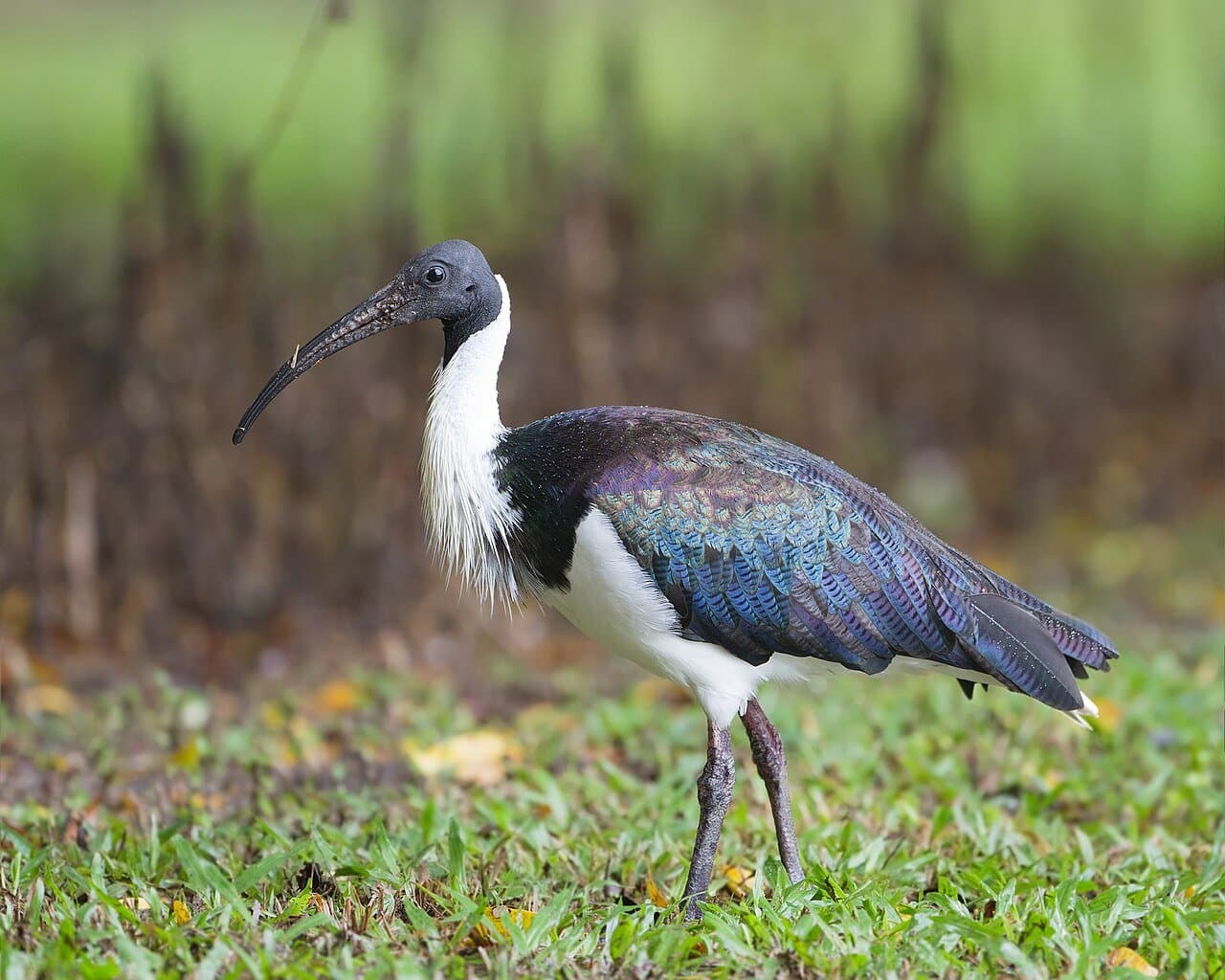 A straw-necked ibis with a shiny dark back and white belly walking on grass.