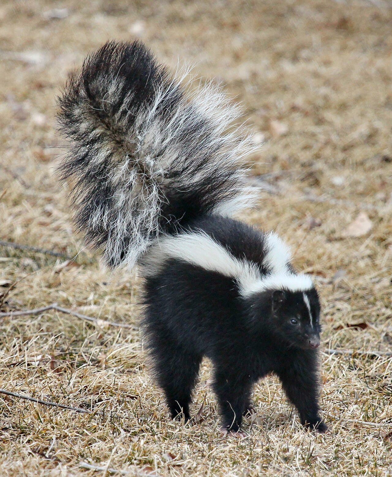 A black-and-white striped skunk with a raised tail on dry grass.
