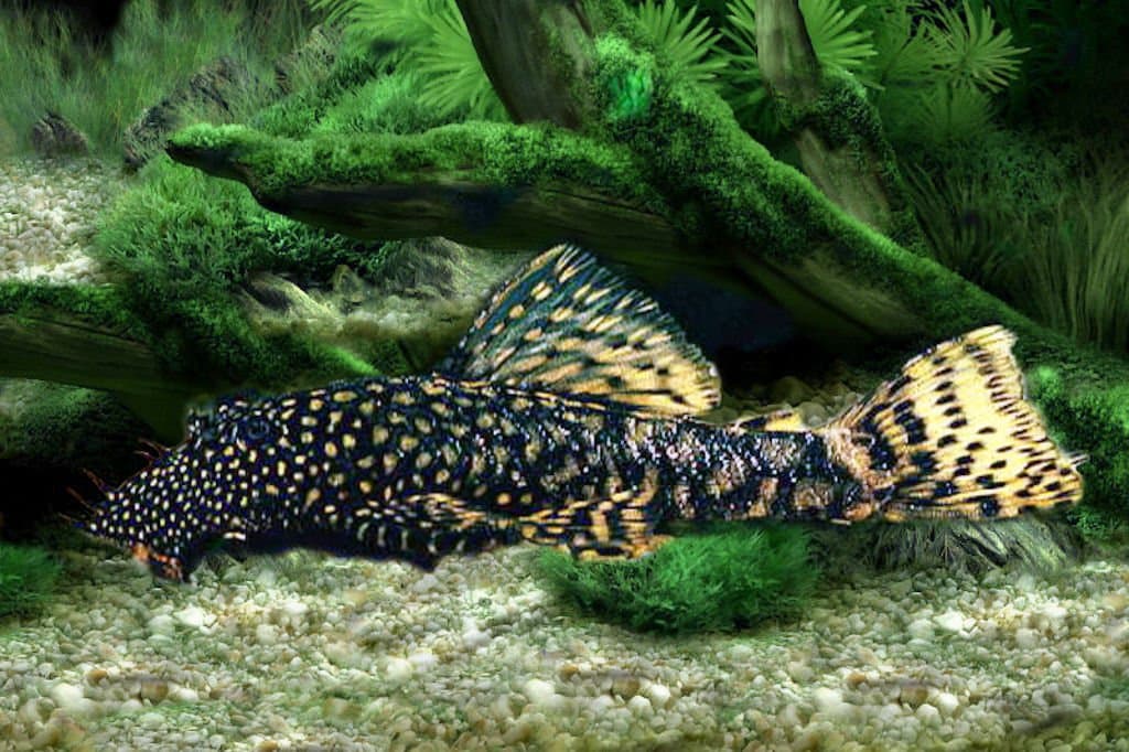 A dark, spotted suckermouth catfish resting on the bottom of a tank.