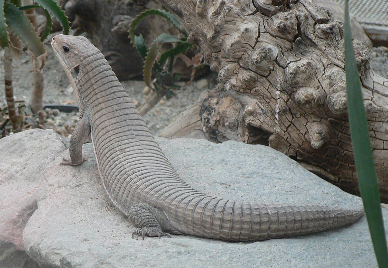 A gray-brown Sudan plated lizard with square scales on a rock.