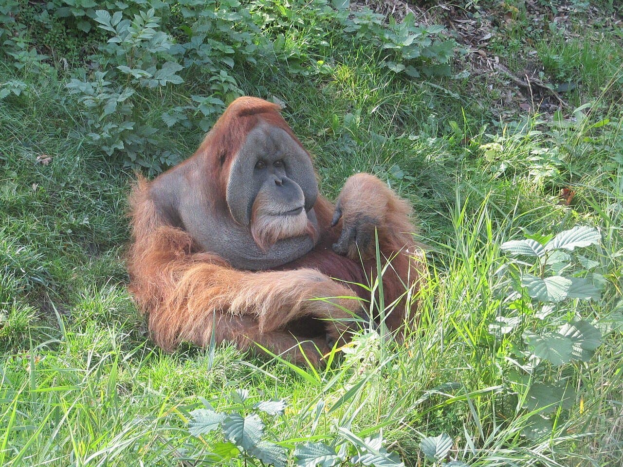 A Sumatran orangutan with long orange hair sitting in tall grass.