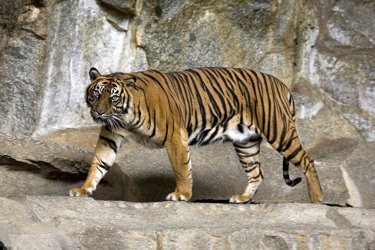 A Sumatran tiger walking along a rocky ledge.
