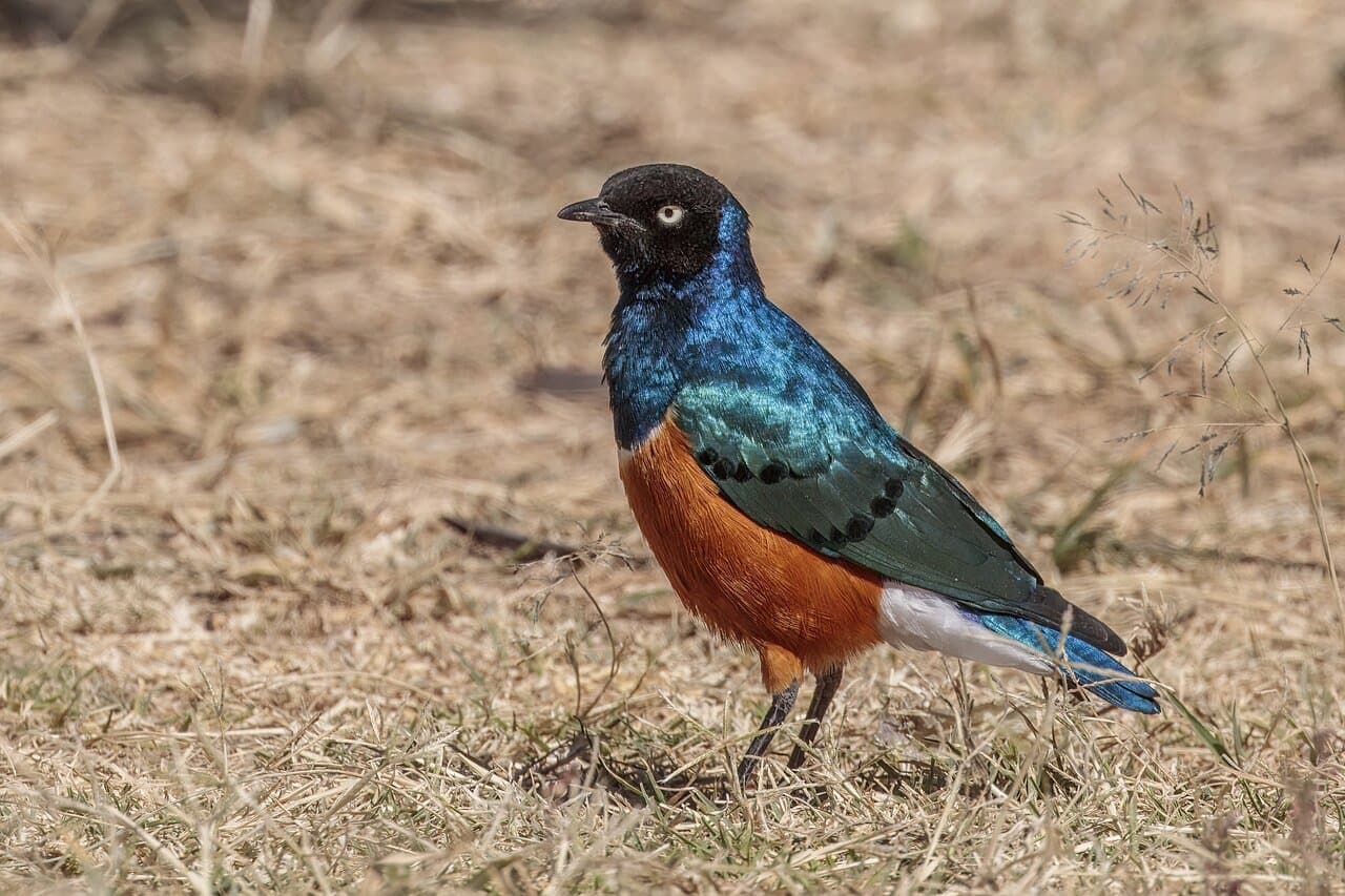 A superb starling with a shiny blue back and orange belly on the ground.