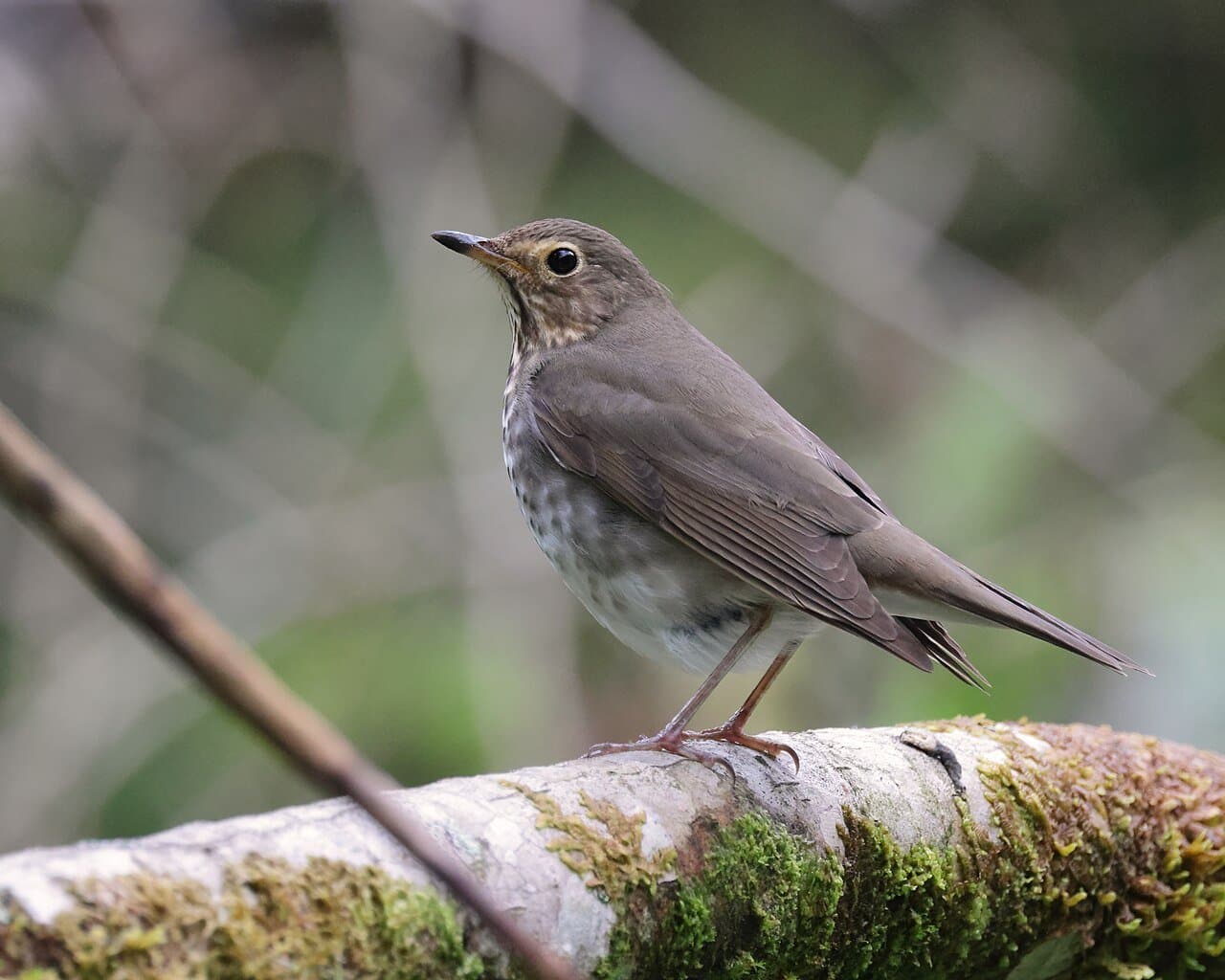 A brown Swainson's thrush perched on a mossy log.