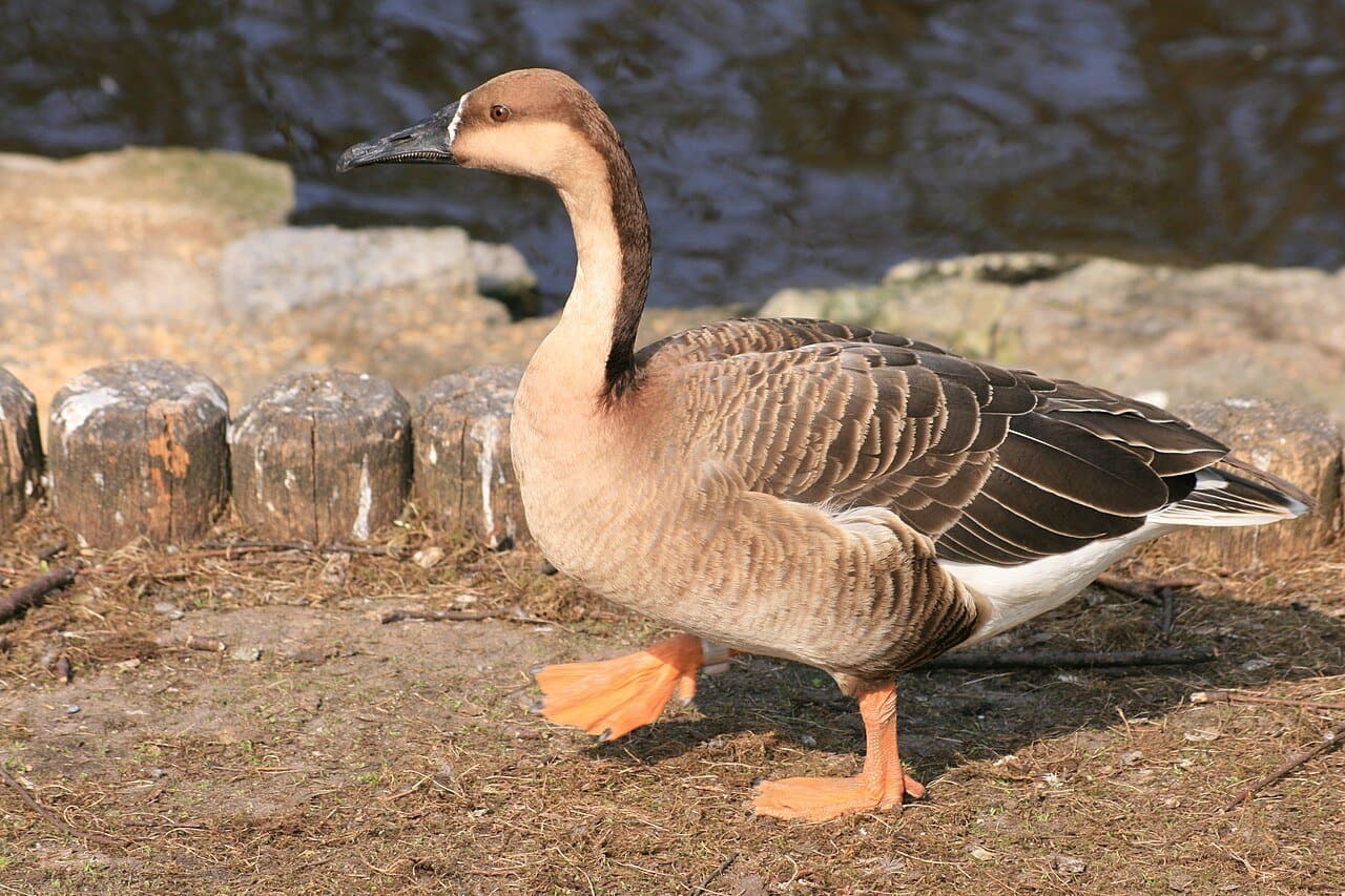 A swan goose with a long two-toned neck and a black bill walking near water.