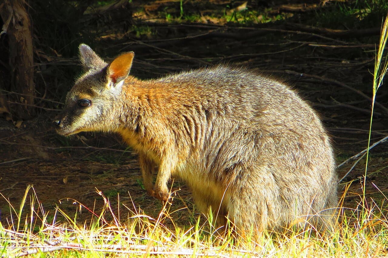 A gray-brown tammar wallaby standing in sunlit grass.