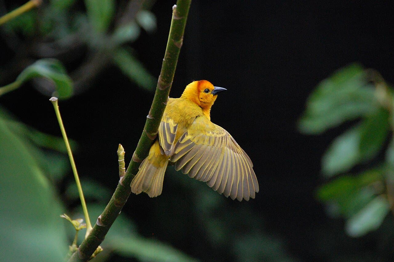 A bright yellow Taveta golden weaver clinging to a stem with wings spread.