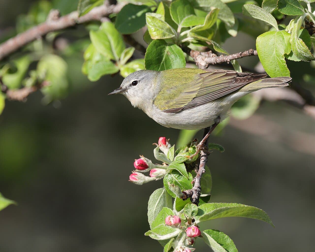 A greenish Tennessee warbler perched among apple blossoms.
