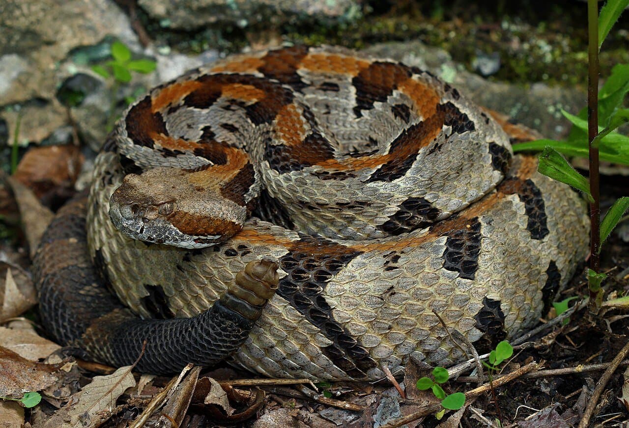 A coiled timber rattlesnake with dark crossbands.