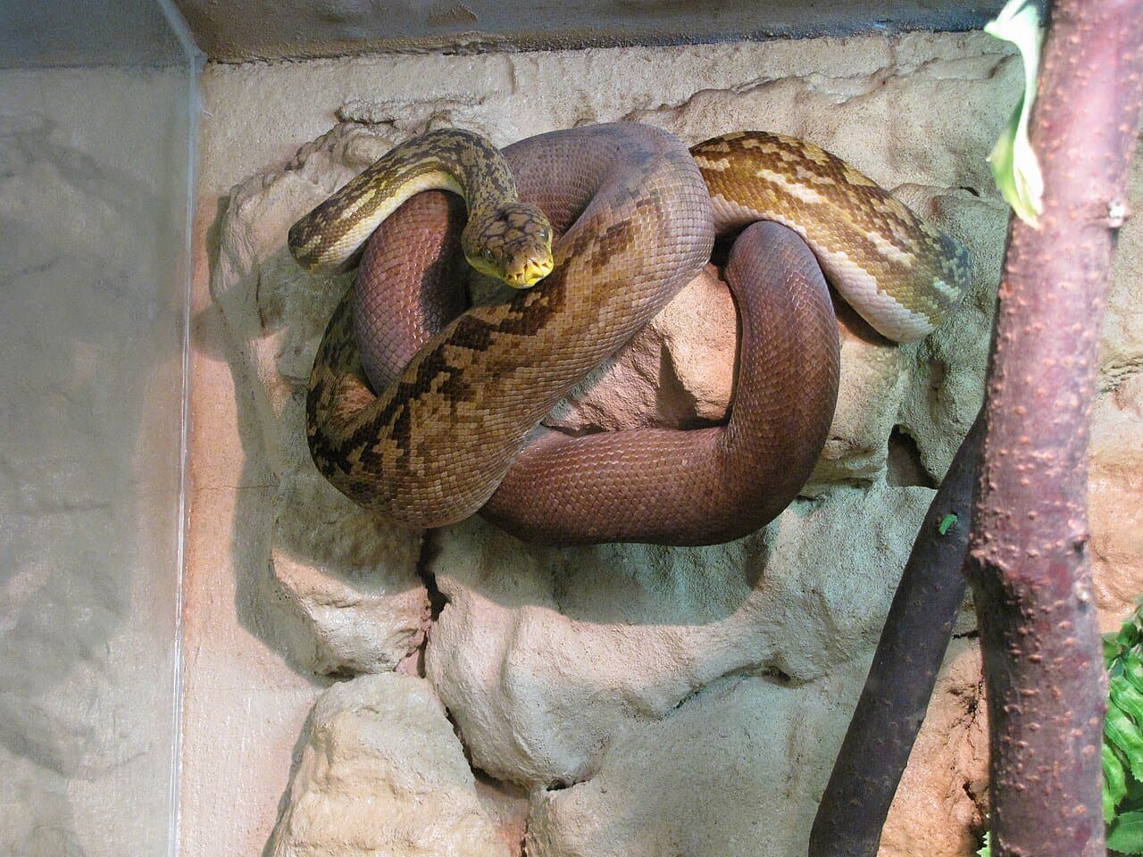 A coiled brown Timor python resting in an enclosure.