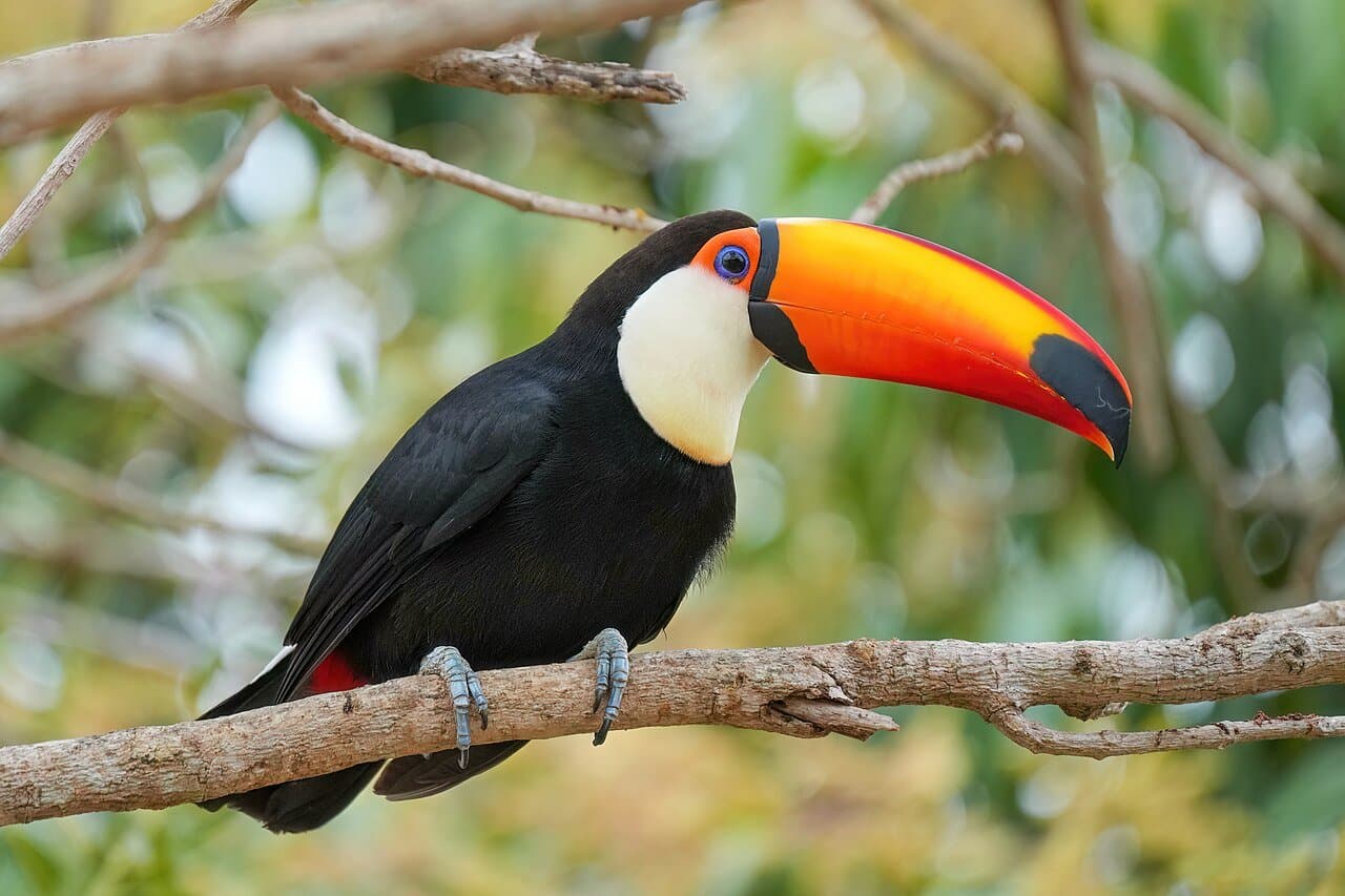 A black toco toucan with a huge orange bill perched on a branch.