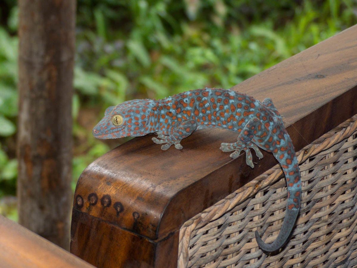 A blue-gray tokay gecko with orange spots on a wooden chair.