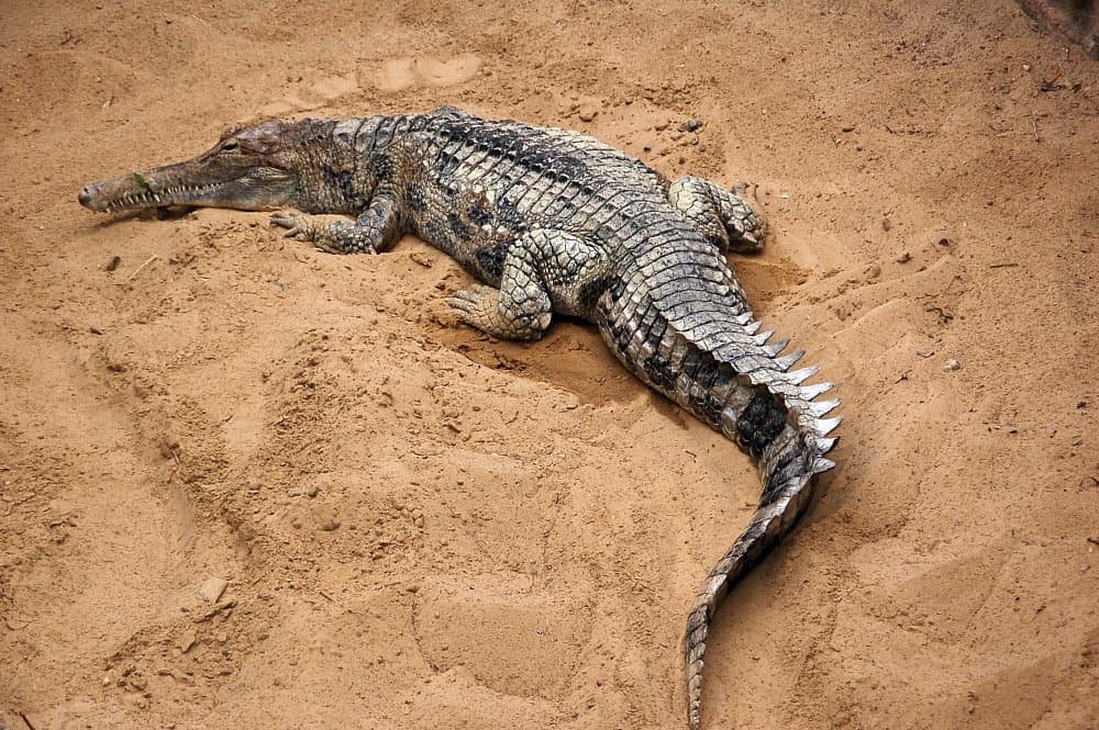A tomistoma with a long, narrow snout lying on sand.