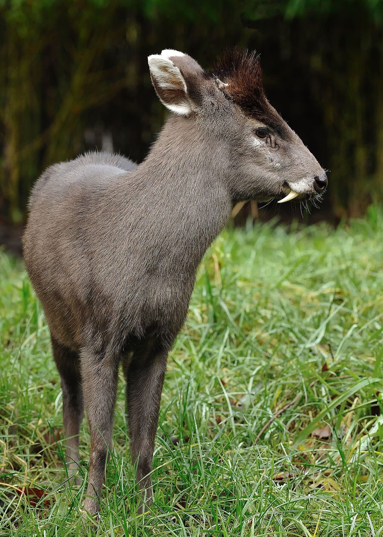 A dark gray tufted deer with a tuft on its forehead standing on grass.