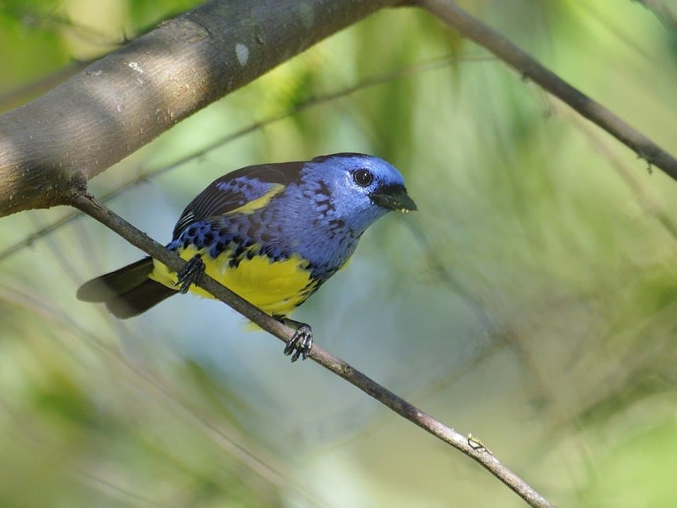 A blue and yellow turquoise tanager perched on a branch.