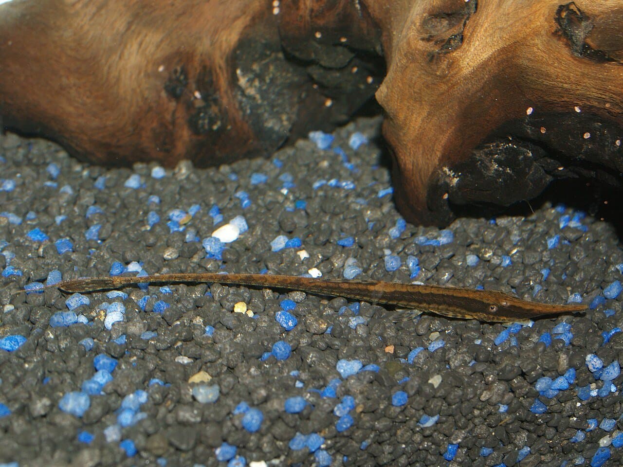 A long, thin brown twig catfish lying on gravel.