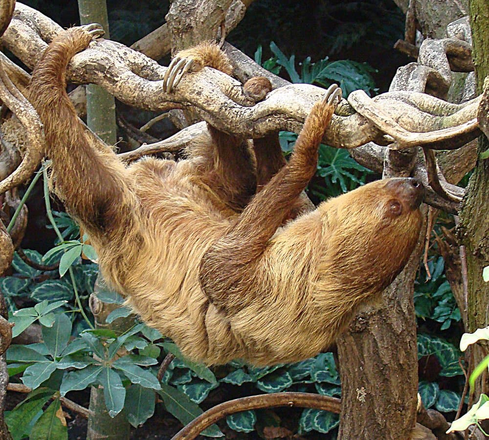 A two-toed sloth hanging from branches by its long claws.