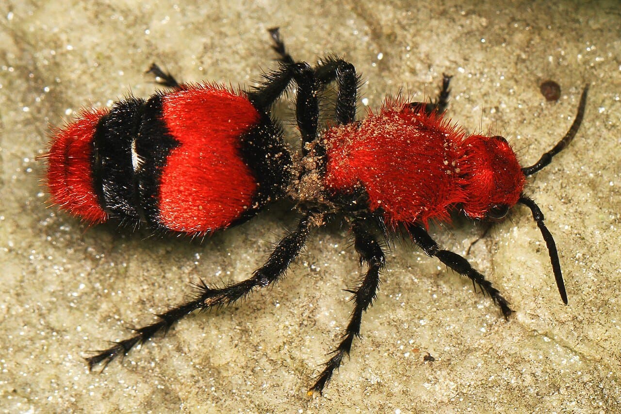 A fuzzy red-and-black female velvet ant on the ground.