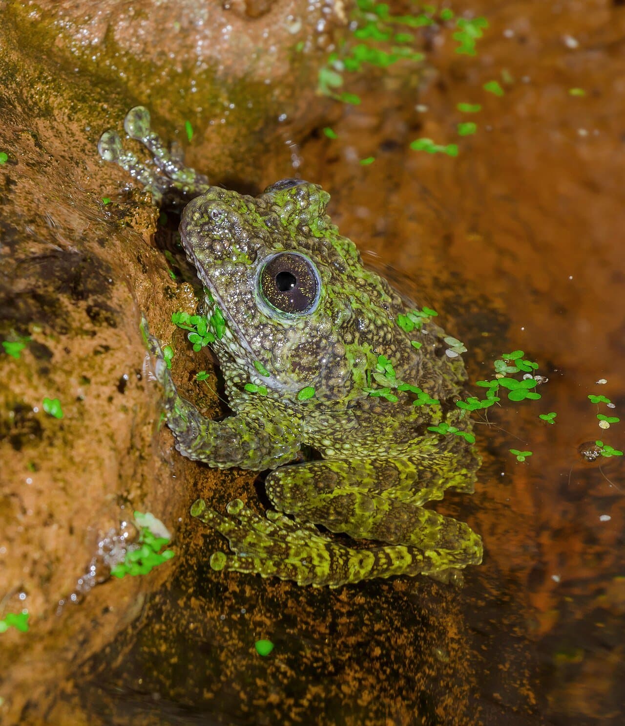 A green-and-black Vietnamese mossy frog that looks like moss.