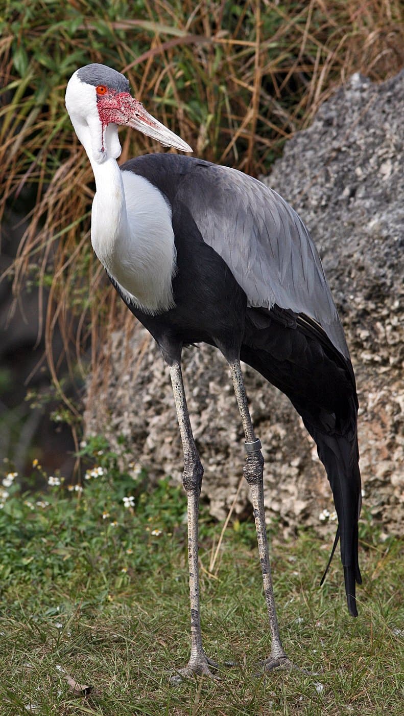 A tall wattled crane with a white neck and gray wings standing on grass.