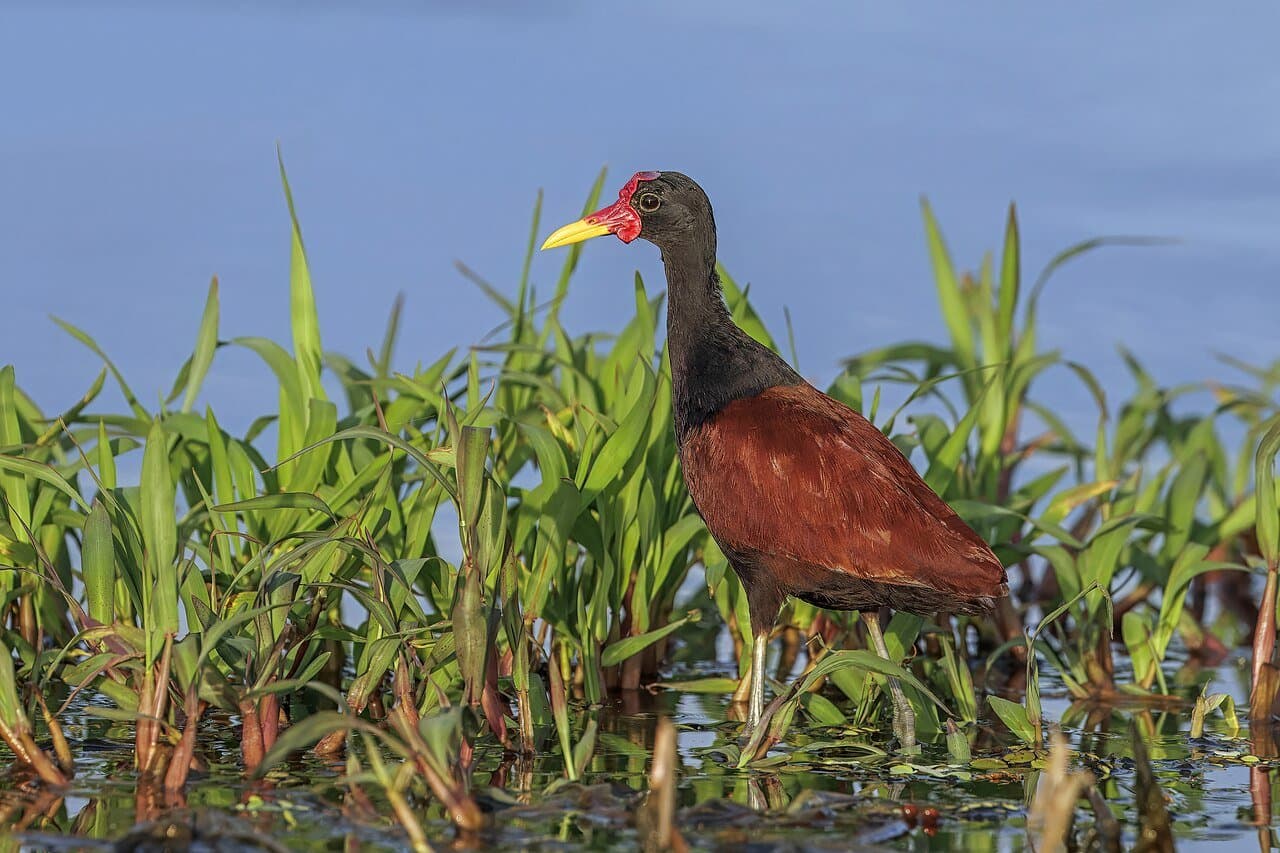 A dark wattled jacana with a red face shield standing among water plants.